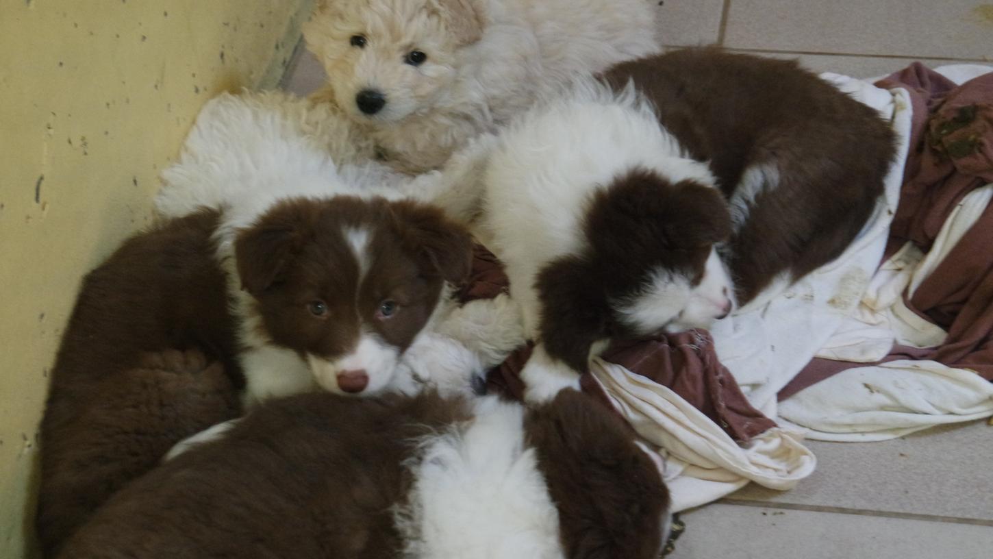 Niedlich - aber in keinem guten Zustand: Aus einem illegalen Hundetransport wurden 101 Welpen befreit. Das Tierheim kann die Hunde derzeit nicht vermitteln. Niedlich - aber in keinem guten Zustand: Aus einem illegalen Hundetransport wurden 101 Welpen befreit. Das Tierheim kann die Hunde derzeit nicht vermitteln.