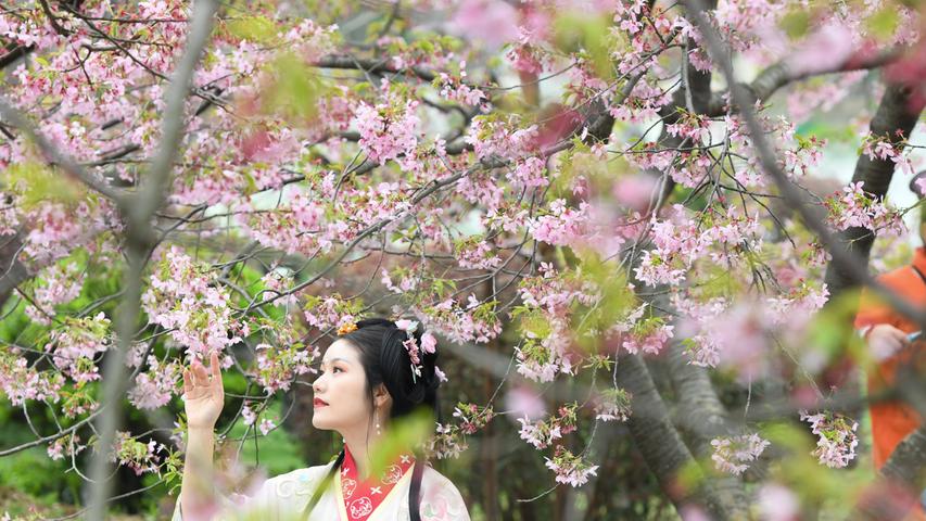 Eine Touristin in einem traditionellen chinesischen Kostüm bewundert die Kirschblüte in Wuhan in Zentralchina. Seit Mittwoch findet dort ein Kirschblüten-Fest statt, zuerst waren dazu Menschen eingeladen, die sich im Kampf gegen Covid19 2020 besonders in China engagiert haben. Die blühenden Kirschbäume sind tagsüber bezaubernd schön, aber auch nachts ein Spektakel...