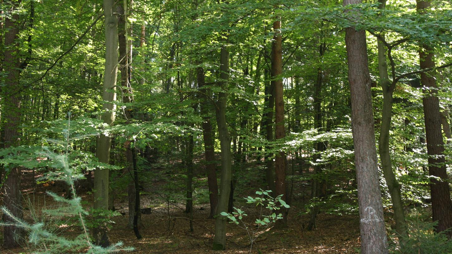 Der Bund Naturschutz unterstreicht auch in seiner neuesten Stellungnahme zu Center Parcs den hohen ökologischen Wert des Muna-Waldes bei Langlau.