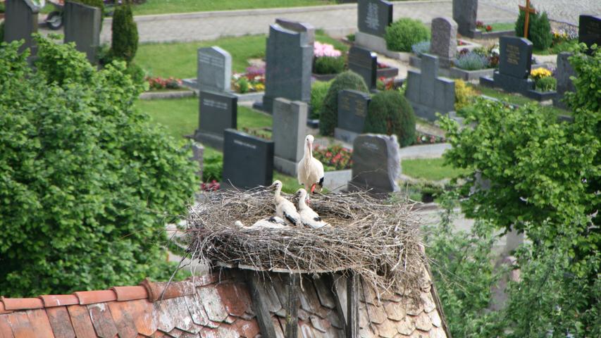 Wohin man auch blickt, sieht man im Ortszentrum Storchennester. Von manchen Stellen hat man schon mal an die zehn Horste im Sichtfeld.
Wohin man auch blickt, sieht man im Ortszentrum Storchennester. Von manchen Stellen hat man schon mal an die zehn Horste im Sichtfeld.