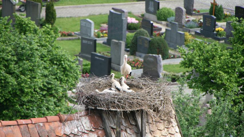 Wohin man auch blickt, sieht man im Ortszentrum Storchennester. Von manchen Stellen hat man schon mal an die zehn Horste im Sichtfeld.