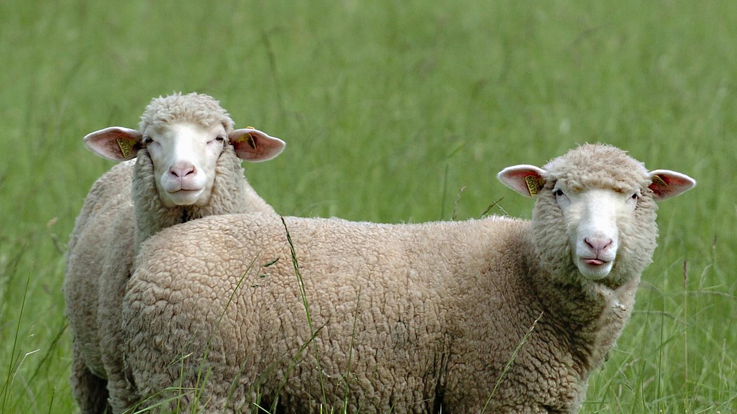 Schafsherden auf weitläufigen Wiesen sind ein Teil der bayerischen Kultur.