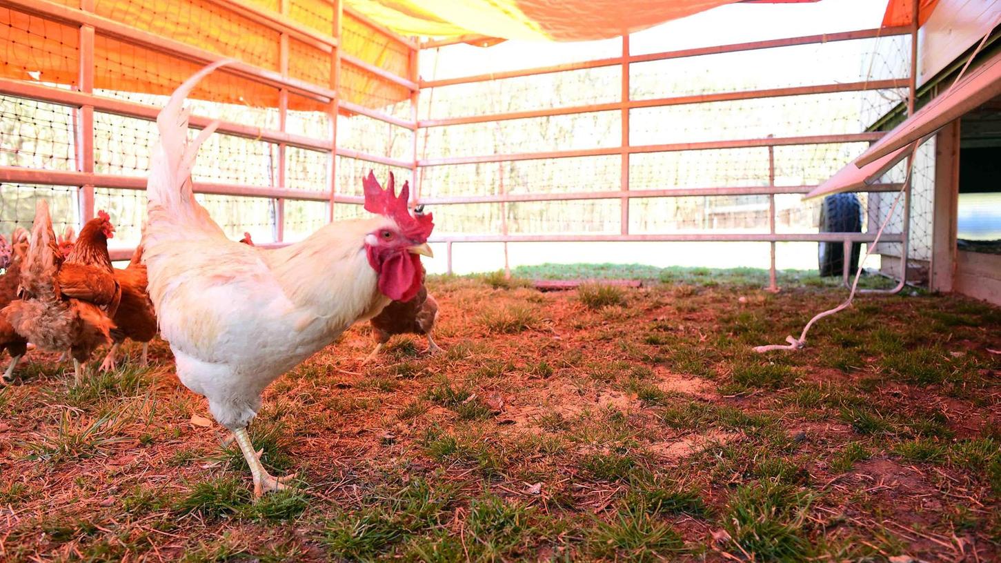 Antrag gescheitert: Vogelgrippe zwingt Hühner in Oberasbach unters Dach
