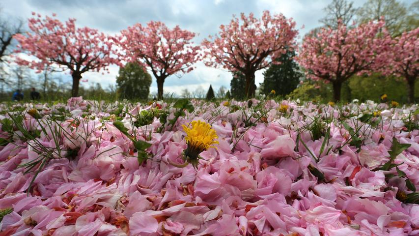 Einen Teppich aus Blüten bilden die Blütenblätter von japanischen Kirschbäumen im Hofgarten der Residenz in Würzburg.
