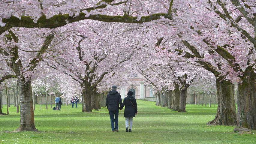 Schloss Schwetzingen - hier ein Spaziergang unter den Kirschblüten