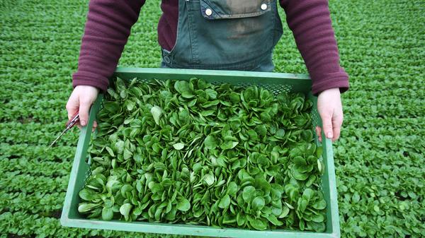 Der Feldsalat zählt zu den gesündesten Salatsorten überhaupt, denn er erhält eine Vielzahl an Vitaminen und Nährstoffen. Der Gehalt an Vitamin C übersteigt den im Kopfsalat um das Dreifache. Der Feldsalat ist jedoch nicht nur eine wahre Vitamin- und Nährstoffbombe, er enthält zudem auch kein Fett und hat gerade einmal 14 kcal pro 100 Gramm. Neben Vitamin C enthält er auch noch Vitamin E, Vitamin B1, Vitamin B2, und Vitamin B6. Besonders zu erwähnen sind zudem auch die Mineralstoffe wie Eisen, Magnesium, Kalzium, Zink und Kalium.