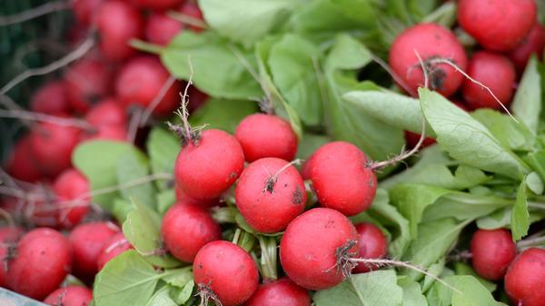 Radieschen sind sehr kalorienarm und liefern eine beachtliche Menge einiger gesunder Mikronährstoffe. Hierzu zählen Vitamin C, Vitamin K sowie Eisen.