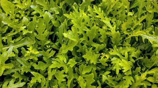 Rucola besitzt viele wertvolle Inhaltsstoffe und ist eine gute Quelle für Eisen, Kalzium und Kalium, Vitamin C und Vitamin A. Die für den leicht scharfen Geschmack verantwortlichen Senföle (Glukosinolate) zählen zu den sekundären Pflanzenstoffen.