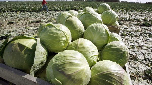 Weißkohl besitzt besonders viel Vitamin C. Ascorbinsäure, also Vitamin C, ist sehr wichtig für den Aufbau der Knochensubstanz im menschlichen Körper.