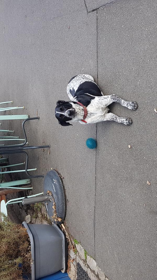 Daheim in der Braugasse: Minchen, der kleine Hund von Elias Wolff.