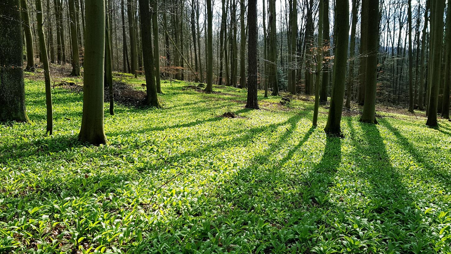 Bärlauch im Wald bei Kirchehrenbach: Das Landratsamt Forchheim mahnt die Pflücker zur Rücksichtnahme auf die Natur. Es dürfen ausschließlich "haushaltsübliche Mengen" des Wildgemüses gesammelt werden.