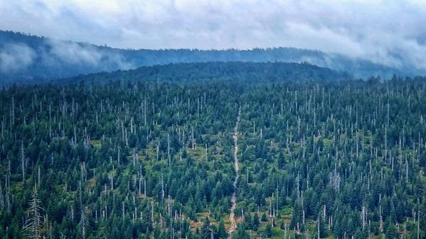 Inzwischen hat sich der Wald verjüngt, der Wanderpfad an der Himmelsleiter ist als schlankes Band erkennbar, es spitzen nur noch wenige tote Bäume heraus.