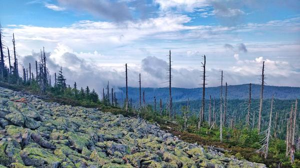 Im Linienbus kommt man schnell an die tschechische Grenze und von dort führt der Weg direkt in die Waldwildnis des Nationalparks.