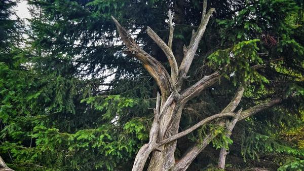 Windwürfe und Borkenkäfer haben die Landschaft verändert und geben Raum für eine Walddynamik, die ohne die lenkende Hand des Menschen abläuft