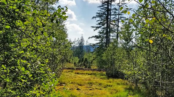 Im tschechischen Šumava erleben wir Moorflächen mit dunklen Seen auf den Hochebenen, die den Blick weit über die Wälder tragen