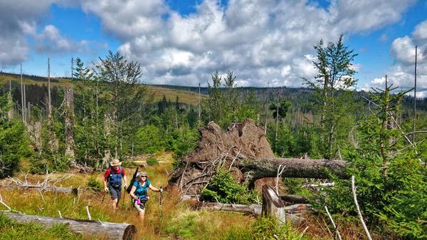 Inzwischen ist der Nationalpark Bayerischer Wald der letzte Urwald in Europa.