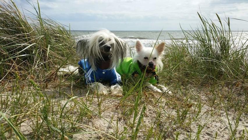 Auch im Frühling kann der Wind die Haare noch so manches Mal zerzausen – vor allem, wenn man wie Claudia Hilger mit ihren Hunden am Meer unterwegs ist.