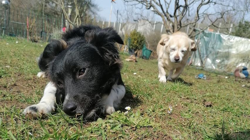 Dobby und sein Kumpel Buffi toben im Garten. 