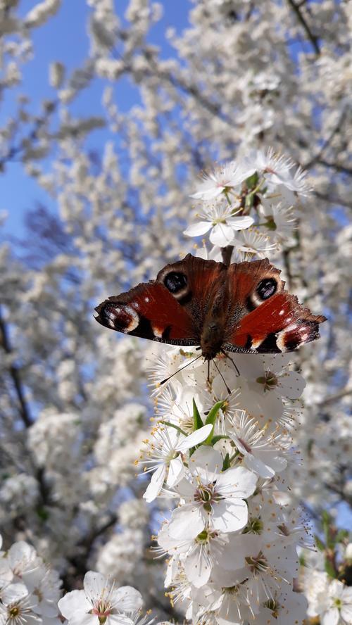 Pünktlich zu Ostern steht dieser Obstbaum in voller Blüte. Neben Unmengen an Bienen hat sich auch ein erster Schmetterling eingefunden, um sich am reich gedeckten Tisch zu laben. Das Nektar saugende Pfauenauge wirkt wie ein Schmetterling im Schnee.