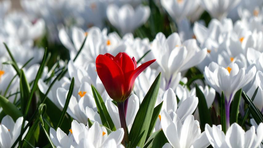 Markant: Die rote Tulpe ergibt einen schönen Kontrast mit den vielen weißen Krokussen.