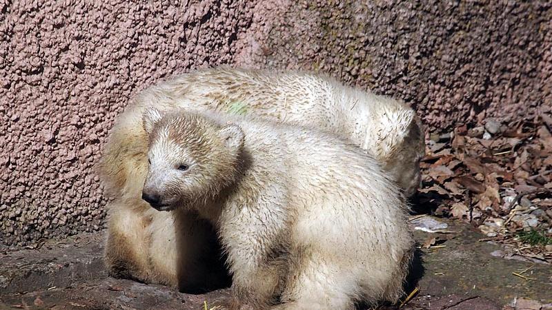 Eisbär-Babys: Der erste Ausflug ins Freie
