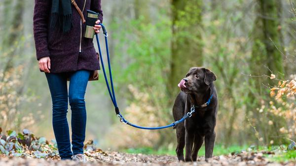 Was Menschen schmeckt, ist manchmal für Hunde tabu! Diese Lebensmittel sollten Vierbeiner nicht zum Fressen bekommen, weil sie mitunter giftig für die Tiere sein können. Manchmal sind es dabei schon kleinste Spuren, die einem Hund bitterlich schaden. Das hängt oft auch vom Gewicht des Tieres ab. Hundehalter sollten die Nahrungsmittel kennen, die den Hund vergiften können.