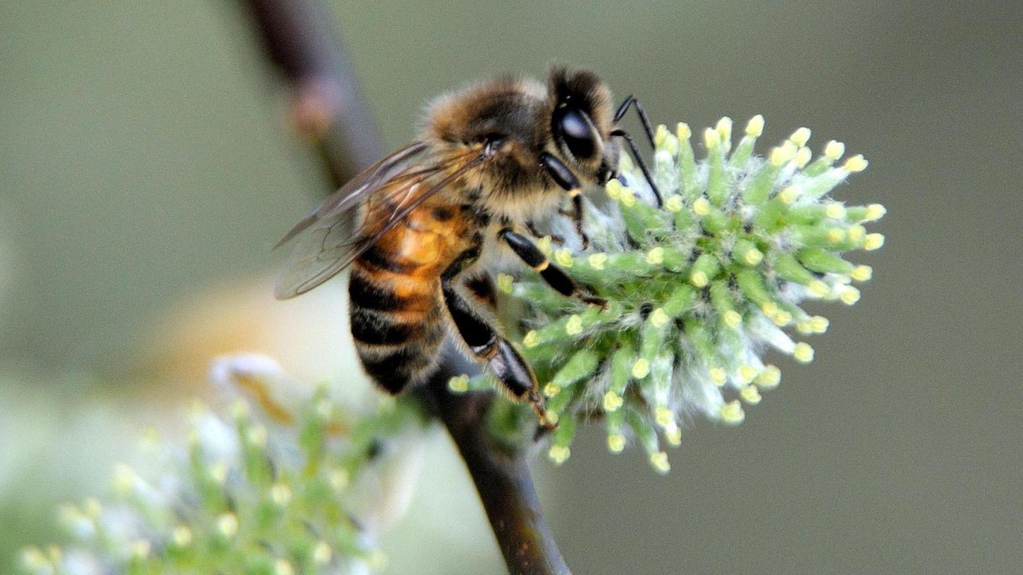 Pestizid bereitet Bienenfreunden im Kreis Fürth Sorge
