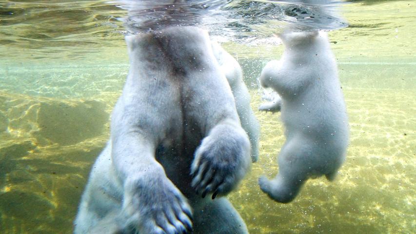 Eisbär-Babys: Der erste Ausflug ins Freie
