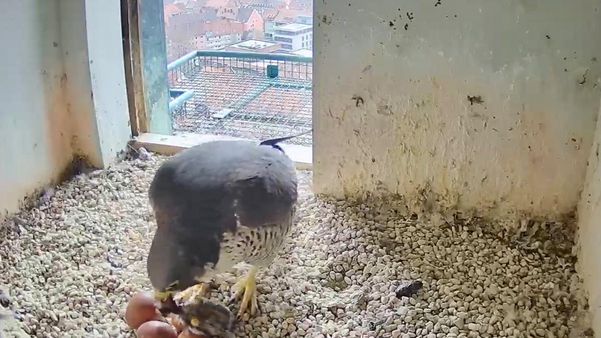 Am Dienstagmorgen um kurz vor zehn konnte man es sehen: Ein Ei ist bereits angepickt. Das flauschige Etwas auf dem Gelege sieht zwar aus wie ein erstes Küken, ist aber das Frühstück der Elterntiere.