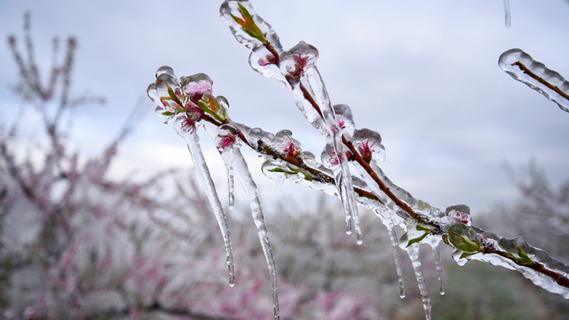 Frost droht: Fünf Pflanzen, die Sie unbedingt noch schützen sollten