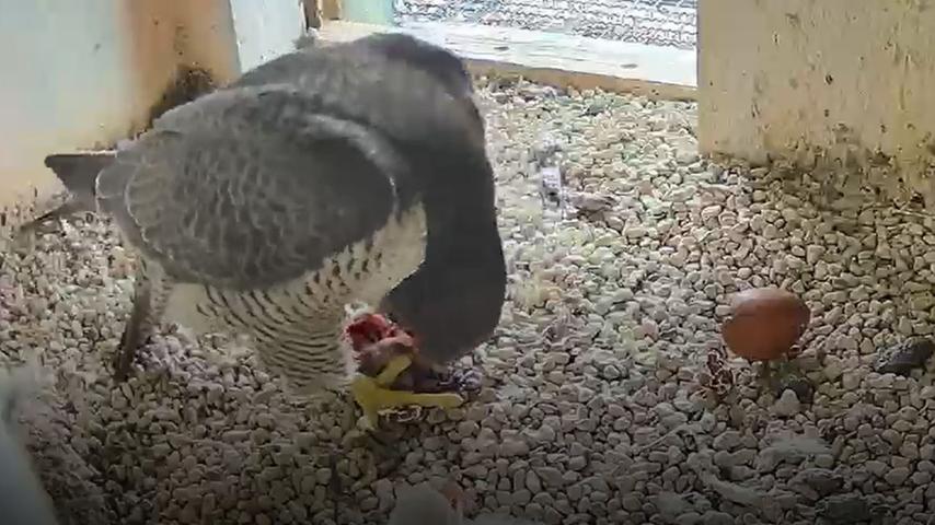 Das zweite Falkenküken konnte man am Mittwoch gegen Mittag bei der Fütterung sehen. Das zweite Falkenküken konnte man am Mittwoch gegen Mittag bei der Fütterung sehen.