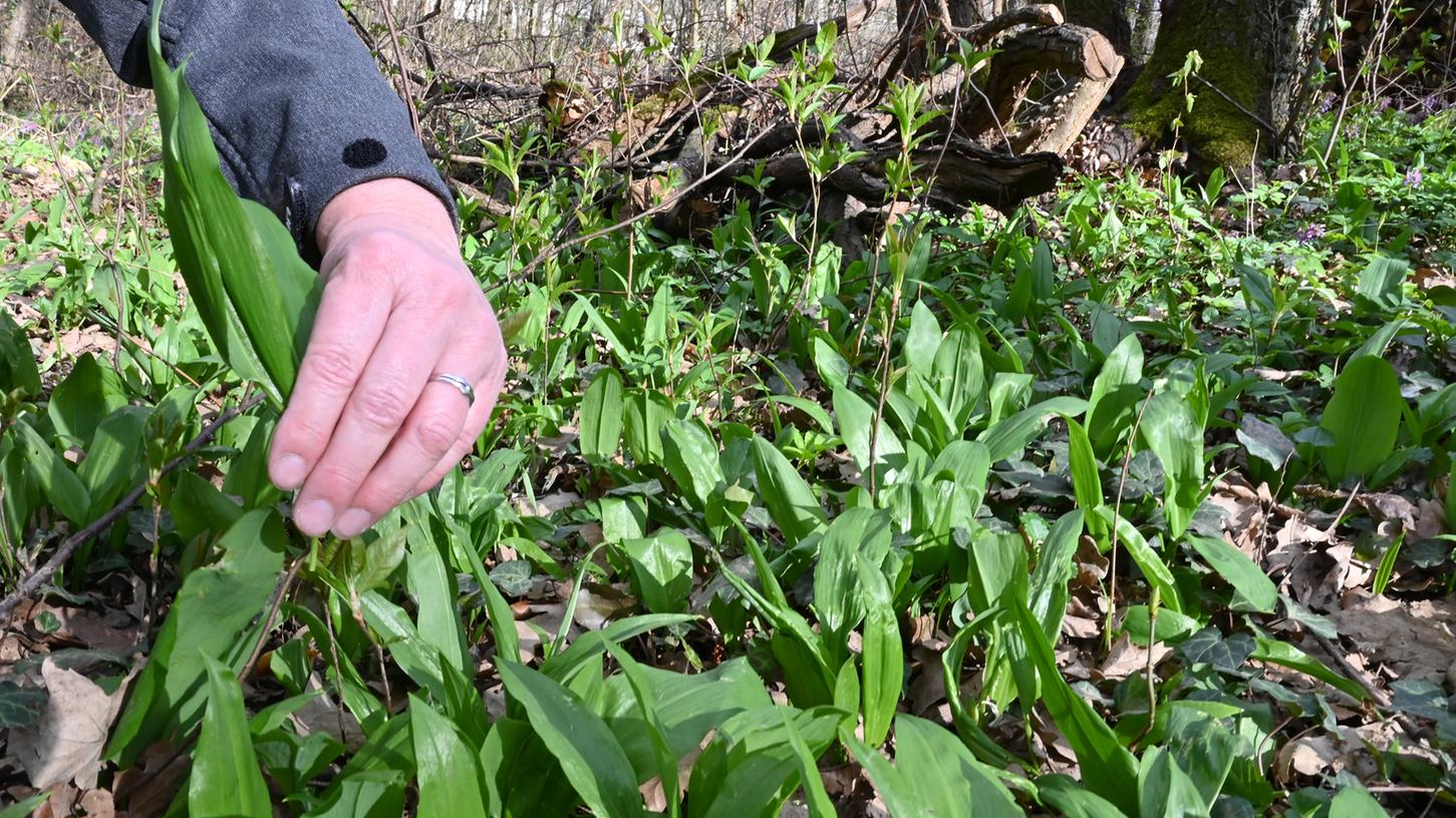 Bärlauch ist ein geschätztes Wildgemüse, das in Europa und Teilen Asiens vor allem in schattigen Wäldern wächst. Die früh im Jahr austreibende Pflanzenart wird auch wilder Knoblauch oder Waldknoblauch genannt. An der Schwabach bei Uttenreuth gibt es eine allerdings kärgliche Fläche, auf der Bärlauch wächst.
Foto: Klaus-Dieter Schreiter Bärlauch ist ein geschätztes Wildgemüse, das in Europa und Teilen Asiens vor allem in schattigen Wäldern wächst. Die früh im Jahr austreibende Pflanzenart wird auch wilder Knoblauch oder Waldknoblauch genannt. An der Schwabach bei Uttenreuth gibt es eine allerdings kärgliche Fläche, auf der Bärlauch wächst.
Foto: Klaus-Dieter Schreiter