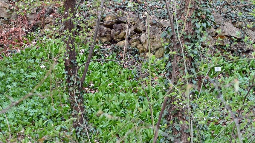Bekannt ist, dass am Hetzler Berg viel Bärlauch wächst. Etliche Bereiche dort sind allerdings Naturschutzgebiet. Das Landratsamt Forchheim weist deshalb darauf hin, dass das Pflücken dieses Wildgemüses im Naturschutzgebiet generell verboten ist.