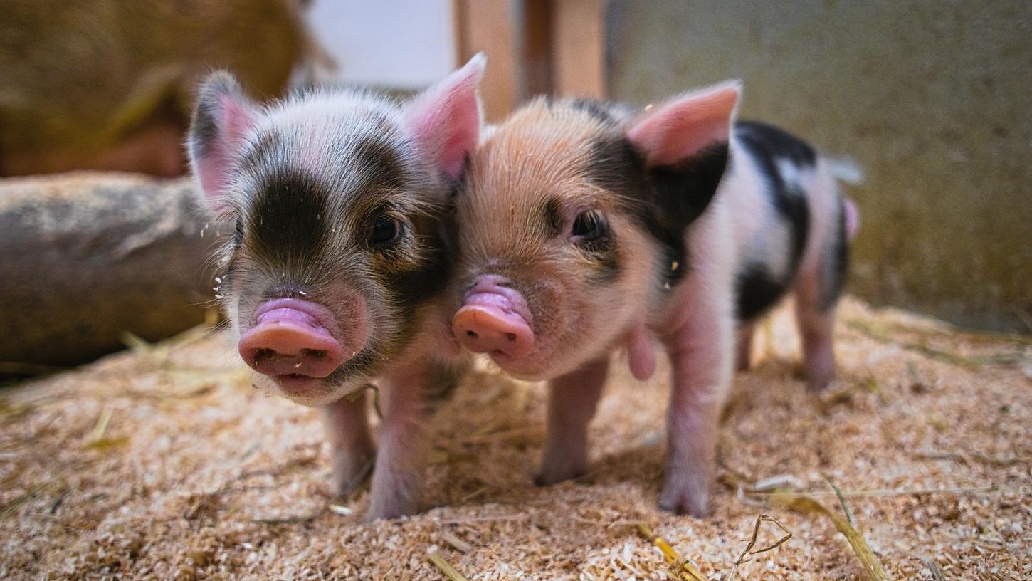 Wenige Tage alte Ferkel der Kunekune-Schweine befinden sich in ihrem Stall im Münchner Tierpark Hellabrunn
