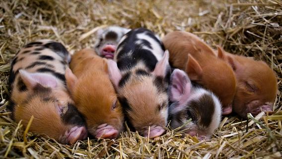 Kunekune ist dem Tierpark zufolge eine Schweinerasse, die ursprünglich aus Neuseeland stammt.