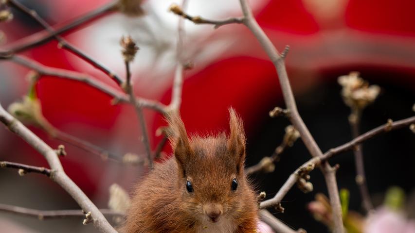 Auf Entdeckungstour fotografiert: Ein junges Eichhörnchen erkundet am Ostersonntag einen blühenden Magnolienbaum.