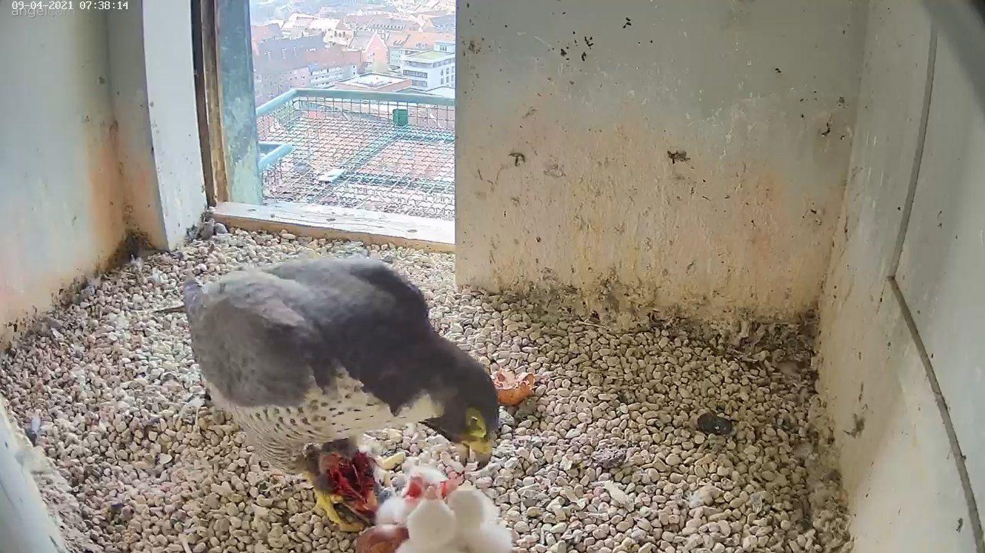 Frühstück für flauschige Falken. Am Freitagmorgen gab es Vesper für die drei Küken.