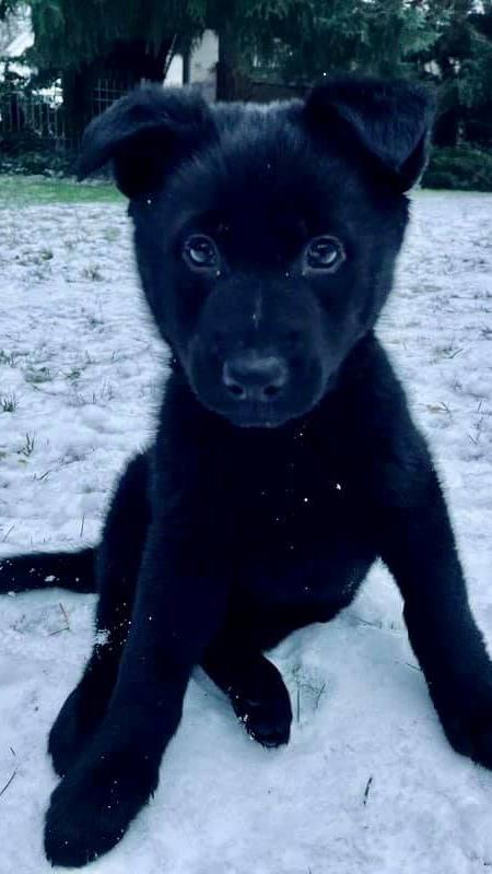 Söder mag Hunde. Im September 2019 hatte die Familie von Labrador-Dame Fanny Abschied nehmen müssen. Seit Januar 2021 ist Molly neben dem Zwergpinscher Bella der zweite Vierbeiner im Hause Söder.