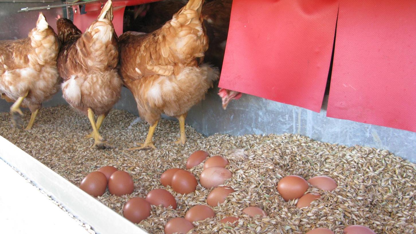 Hühner in Bösenbechhofen sind im Gefängnis