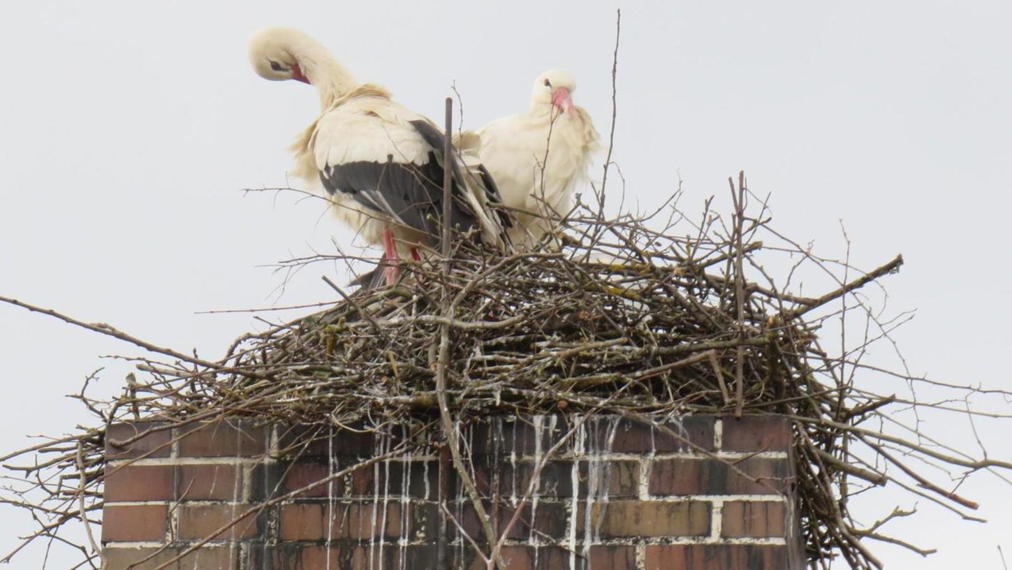 Störche bauen in Höchstadt ein neues Nest