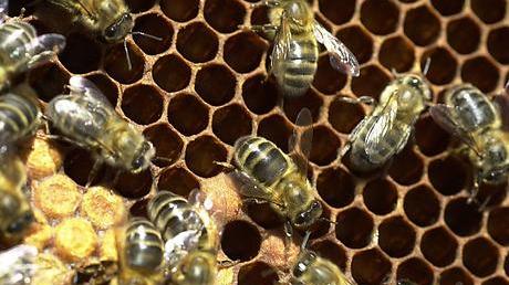 Kein gutes Jahr für Bienen: Zu kühl, zu trocken, zu windig