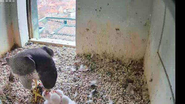 Und Schnabel auf! Die Küken hungert es ziemlich. Jetzt müssen sie nur noch alle wachsen. Im Sommer werden sie dann von ihren Eltern auf Diät gesetzt - ein Trick der Natur, so sollen die Jungtiere dazu animiert werden, endlich flügge zu werden und sich ihr Mittagessen selbst zu jagen.