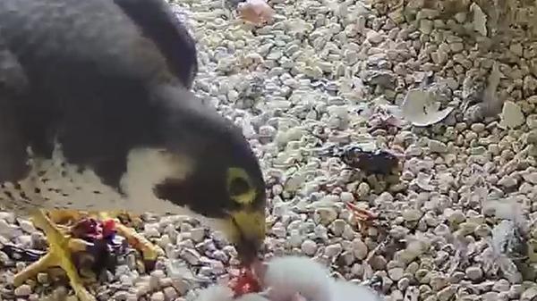 Und tatsächlich! Der kleine schafft es. Ein großer Schnabel und vier kleine: Es sieht so aus, als würde alle vier Küken genug Futter abbekommen.