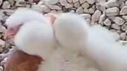 Mama Wanderfalke schafft gerade Fressen ran: Bis das Futter da ist, wärmen sich die Küken gegenseitig.