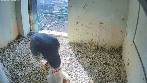 Na endlich! Frühstück ist da! Wenn man sich durch ein Ei kämpfen musste, ist man eben hungrig.