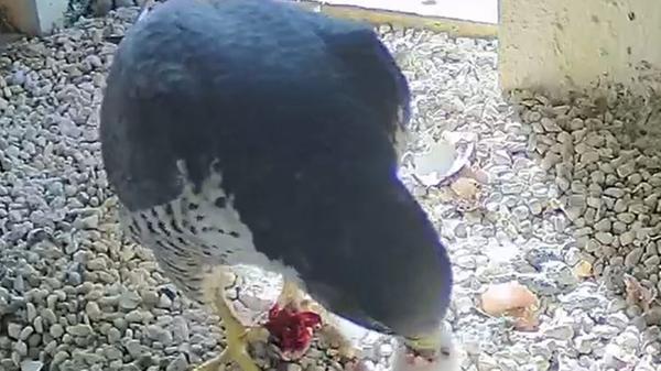 Hunger!!! Wenn es Vesper gibt, wird sich gestreckt und geschaut, dass man auch möglichst etwas davon abbekommt. Ein Küken hat noch keine Chance auf Essen - es kämpft sich gerade erst durch das Ei.