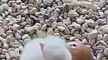 Es sieht ganz danach aus! Das vierte Ei zeigt schon Bruchstellen.