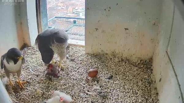 Die ganze Falkenfamilie zusammen: Während Mama Falke den Nachwuchs wärmt, schaut auch Papa Wanderfalke in der Höhle vorbei.