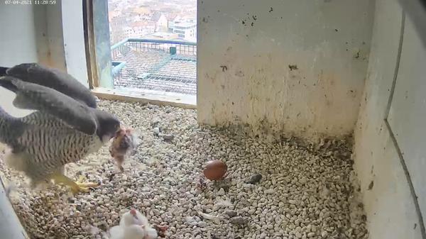 Ziemlich große Beute schleppen die Eltern da heran. Für die Küken wird das Mittagessen aber natürlich erst einmal in schnabelgerechte Stücke zerlegt.