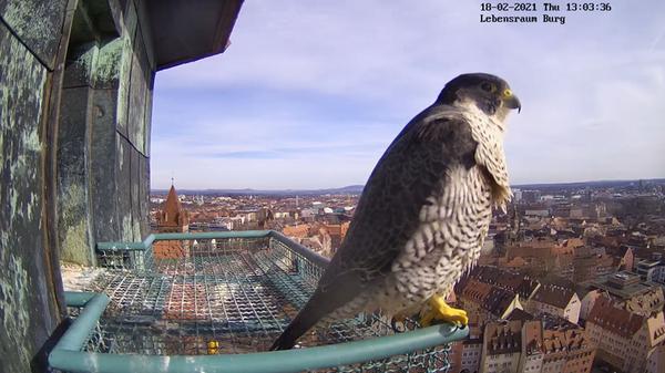 Blick vor die Bruthöhle: In dieser Saison gibt es erstmals eine zweite Kamera. Und die zeigt: So sehr die Nürnberger den Blick in die Bruthöhle mögen, so sehr genießt das Wanderfalkenpaar auch die Aussicht über Nürnberg.
